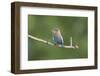 India, Madhya Pradesh, Kanha National Park. Portrait of an Indian roller perched on a branch.-Ellen Goff-Framed Photographic Print