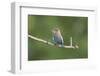 India, Madhya Pradesh, Kanha National Park. Portrait of an Indian roller perched on a branch.-Ellen Goff-Framed Photographic Print