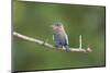 India, Madhya Pradesh, Kanha National Park. Portrait of an Indian roller perched on a branch.-Ellen Goff-Mounted Photographic Print
