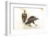 India, Madhya Pradesh, Kanha National Park. Two Indian vultures sit in the road next to a carcass.-Ellen Goff-Framed Photographic Print