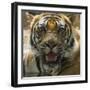 India. Male Bengal tiger enjoys the cool of a water hole at Bandhavgarh Tiger Reserve.-Ralph H. Bendjebar-Framed Photographic Print