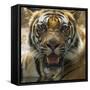 India. Male Bengal tiger enjoys the cool of a water hole at Bandhavgarh Tiger Reserve.-Ralph H. Bendjebar-Framed Stretched Canvas