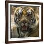 India. Male Bengal tiger enjoys the cool of a water hole at Bandhavgarh Tiger Reserve.-Ralph H. Bendjebar-Framed Photographic Print