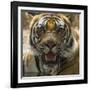 India. Male Bengal tiger enjoys the cool of a water hole at Bandhavgarh Tiger Reserve.-Ralph H. Bendjebar-Framed Photographic Print