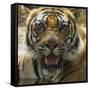 India. Male Bengal tiger enjoys the cool of a water hole at Bandhavgarh Tiger Reserve.-Ralph H. Bendjebar-Framed Stretched Canvas