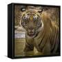 India. Male Bengal tiger enjoys the cool of a water hole at Bandhavgarh Tiger Reserve.-Ralph H. Bendjebar-Framed Stretched Canvas