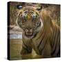 India. Male Bengal tiger enjoys the cool of a water hole at Bandhavgarh Tiger Reserve.-Ralph H. Bendjebar-Stretched Canvas