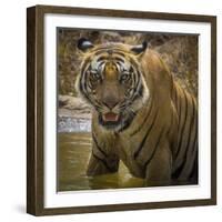 India. Male Bengal tiger enjoys the cool of a water hole at Bandhavgarh Tiger Reserve.-Ralph H. Bendjebar-Framed Photographic Print