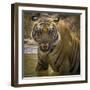 India. Male Bengal tiger enjoys the cool of a water hole at Bandhavgarh Tiger Reserve.-Ralph H. Bendjebar-Framed Photographic Print