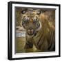 India. Male Bengal tiger enjoys the cool of a water hole at Bandhavgarh Tiger Reserve.-Ralph H. Bendjebar-Framed Photographic Print