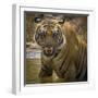 India. Male Bengal tiger enjoys the cool of a water hole at Bandhavgarh Tiger Reserve.-Ralph H. Bendjebar-Framed Photographic Print