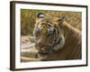 India. Male Bengal tiger enjoys the cool of a water hole at Bandhavgarh Tiger Reserve.-Ralph H^ Bendjebar-Framed Photographic Print