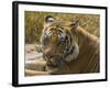 India. Male Bengal tiger enjoys the cool of a water hole at Bandhavgarh Tiger Reserve.-Ralph H^ Bendjebar-Framed Photographic Print