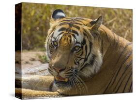 India. Male Bengal tiger enjoys the cool of a water hole at Bandhavgarh Tiger Reserve.-Ralph H^ Bendjebar-Stretched Canvas