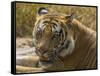 India. Male Bengal tiger enjoys the cool of a water hole at Bandhavgarh Tiger Reserve.-Ralph H^ Bendjebar-Framed Stretched Canvas