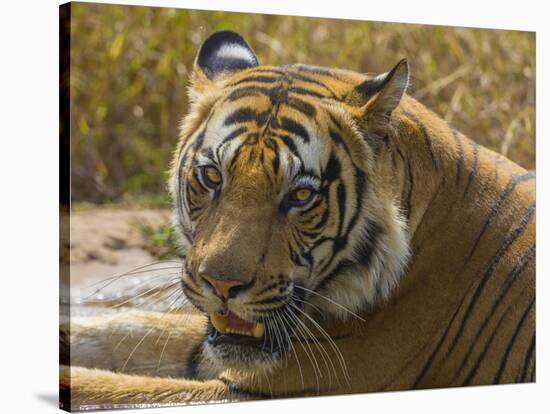 India. Male Bengal tiger enjoys the cool of a water hole at Bandhavgarh Tiger Reserve.-Ralph H^ Bendjebar-Stretched Canvas