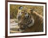 India. Male Bengal tiger enjoys the cool of a water hole at Bandhavgarh Tiger Reserve.-Ralph H^ Bendjebar-Framed Photographic Print