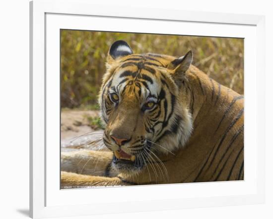 India. Male Bengal tiger enjoys the cool of a water hole at Bandhavgarh Tiger Reserve.-Ralph H^ Bendjebar-Framed Photographic Print