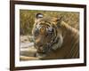 India. Male Bengal tiger enjoys the cool of a water hole at Bandhavgarh Tiger Reserve.-Ralph H^ Bendjebar-Framed Photographic Print