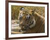 India. Male Bengal tiger enjoys the cool of a water hole at Bandhavgarh Tiger Reserve.-Ralph H^ Bendjebar-Framed Photographic Print