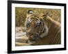 India. Male Bengal tiger enjoys the cool of a water hole at Bandhavgarh Tiger Reserve.-Ralph H^ Bendjebar-Framed Photographic Print