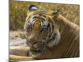 India. Male Bengal tiger enjoys the cool of a water hole at Bandhavgarh Tiger Reserve.-Ralph H^ Bendjebar-Mounted Photographic Print