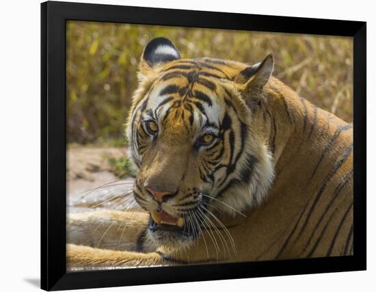 India. Male Bengal tiger enjoys the cool of a water hole at Bandhavgarh Tiger Reserve.-Ralph H^ Bendjebar-Framed Photographic Print