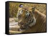 India. Male Bengal tiger enjoys the cool of a water hole at Bandhavgarh Tiger Reserve.-Ralph H^ Bendjebar-Framed Stretched Canvas