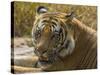 India. Male Bengal tiger enjoys the cool of a water hole at Bandhavgarh Tiger Reserve.-Ralph H^ Bendjebar-Stretched Canvas