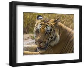 India. Male Bengal tiger enjoys the cool of a water hole at Bandhavgarh Tiger Reserve.-Ralph H^ Bendjebar-Framed Photographic Print