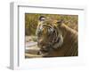 India. Male Bengal tiger enjoys the cool of a water hole at Bandhavgarh Tiger Reserve.-Ralph H^ Bendjebar-Framed Photographic Print