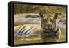 India. Male Bengal tiger enjoys the cool of a water hole at Bandhavgarh Tiger Reserve.-Ralph H. Bendjebar-Framed Stretched Canvas