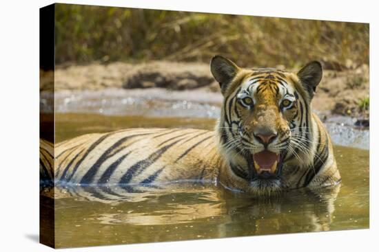 India. Male Bengal tiger enjoys the cool of a water hole at Bandhavgarh Tiger Reserve.-Ralph H. Bendjebar-Stretched Canvas