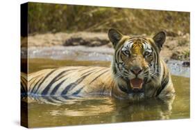 India. Male Bengal tiger enjoys the cool of a water hole at Bandhavgarh Tiger Reserve.-Ralph H. Bendjebar-Stretched Canvas