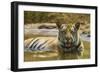 India. Male Bengal tiger enjoys the cool of a water hole at Bandhavgarh Tiger Reserve.-Ralph H. Bendjebar-Framed Photographic Print