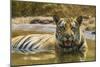 India. Male Bengal tiger enjoys the cool of a water hole at Bandhavgarh Tiger Reserve.-Ralph H. Bendjebar-Mounted Photographic Print