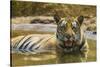 India. Male Bengal tiger enjoys the cool of a water hole at Bandhavgarh Tiger Reserve.-Ralph H. Bendjebar-Stretched Canvas