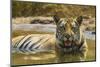 India. Male Bengal tiger enjoys the cool of a water hole at Bandhavgarh Tiger Reserve.-Ralph H. Bendjebar-Mounted Photographic Print