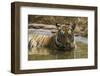 India. Male Bengal tiger enjoys the cool of a water hole at Bandhavgarh Tiger Reserve.-Ralph H. Bendjebar-Framed Photographic Print