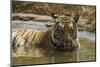 India. Male Bengal tiger enjoys the cool of a water hole at Bandhavgarh Tiger Reserve.-Ralph H. Bendjebar-Mounted Photographic Print
