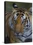 India. Male Bengal tiger enjoys the cool of a water hole at Kanha Tiger Reserve.-Ralph H^ Bendjebar-Stretched Canvas