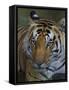 India. Male Bengal tiger enjoys the cool of a water hole at Kanha Tiger Reserve.-Ralph H^ Bendjebar-Framed Stretched Canvas