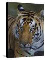 India. Male Bengal tiger enjoys the cool of a water hole at Kanha Tiger Reserve.-Ralph H^ Bendjebar-Stretched Canvas