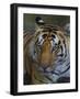India. Male Bengal tiger enjoys the cool of a water hole at Kanha Tiger Reserve.-Ralph H^ Bendjebar-Framed Photographic Print