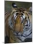 India. Male Bengal tiger enjoys the cool of a water hole at Kanha Tiger Reserve.-Ralph H^ Bendjebar-Mounted Photographic Print