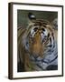 India. Male Bengal tiger enjoys the cool of a water hole at Kanha Tiger Reserve.-Ralph H^ Bendjebar-Framed Photographic Print