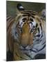 India. Male Bengal tiger enjoys the cool of a water hole at Kanha Tiger Reserve.-Ralph H^ Bendjebar-Mounted Photographic Print