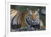 India. Male Bengal tiger enjoys the cool of a water hole at Kanha Tiger Reserve.-Ralph H. Bendjebar-Framed Premium Photographic Print