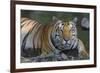 India. Male Bengal tiger enjoys the cool of a water hole at Kanha Tiger Reserve.-Ralph H. Bendjebar-Framed Premium Photographic Print