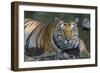 India. Male Bengal tiger enjoys the cool of a water hole at Kanha Tiger Reserve.-Ralph H. Bendjebar-Framed Photographic Print